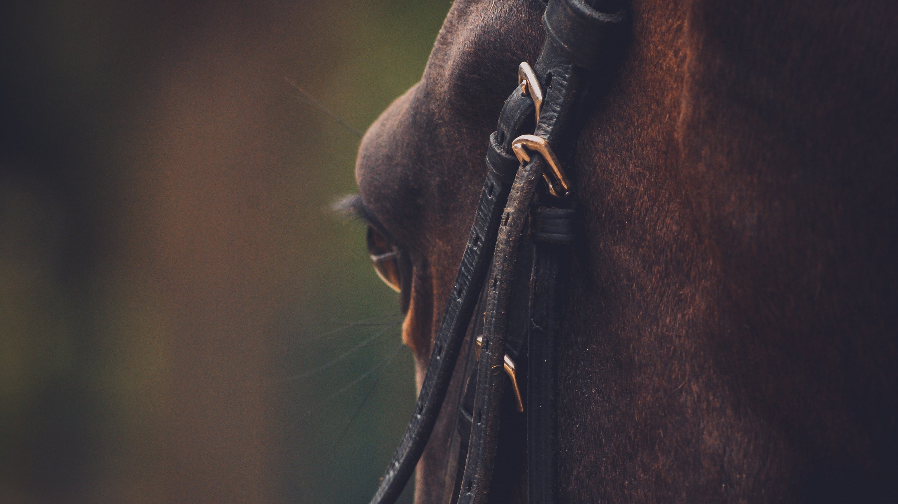 picture of horse face with bridle